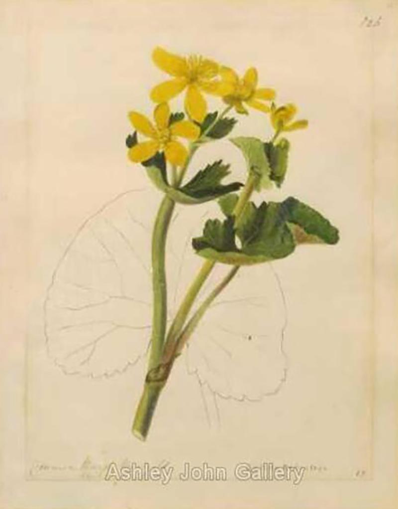 Emily Stackhouse Common Marsh Marigold Caltha Palustris 