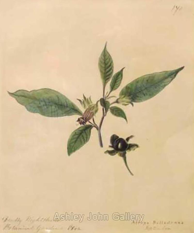 Emily Stackhouse Deadly Nightshade Atropa Belladonna 