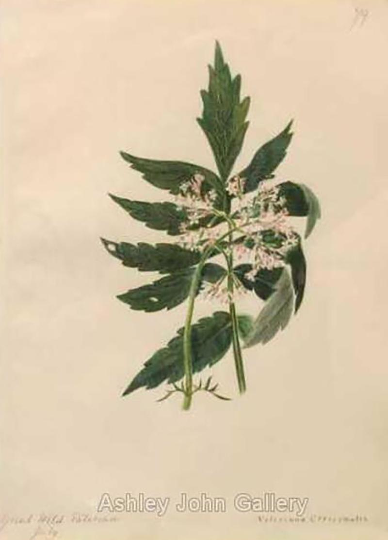 Emily Stackhouse Great Wild Valerian Valeriana Officinalis 