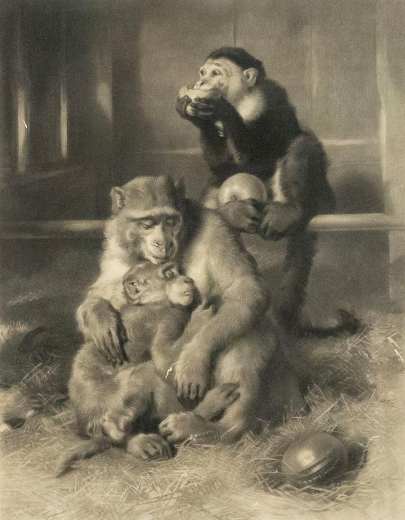 English Victorian Monkeys Lithograph