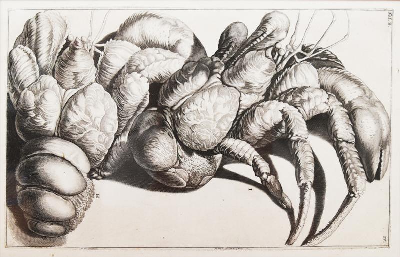 Engraved Maria Sybilla Merian G E RUMPHIUS Sea Life Prints Set of 6 