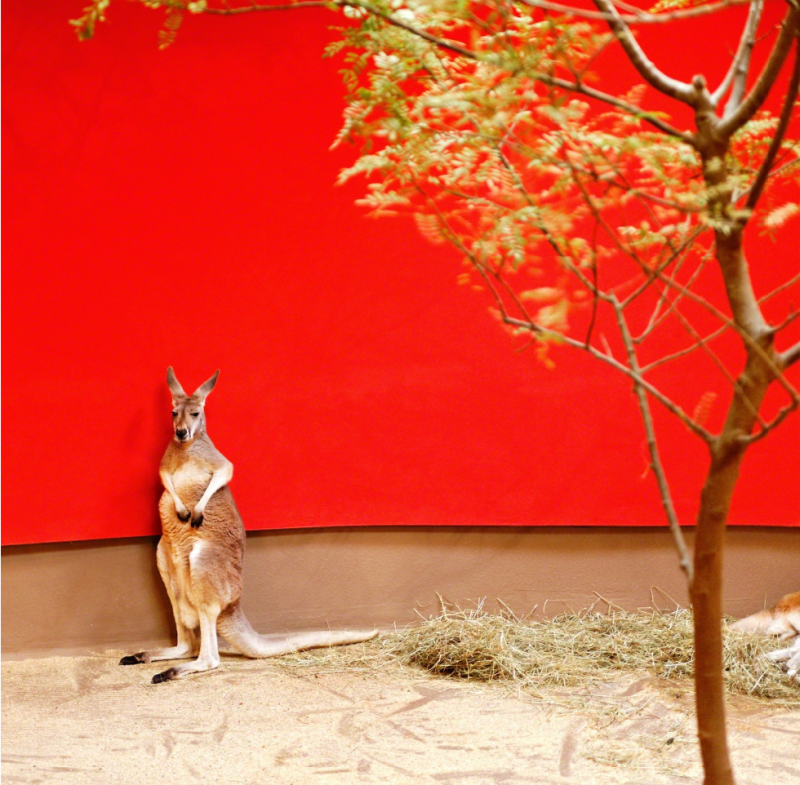 Eric Pillot Kangaroo and Red Wall 2012