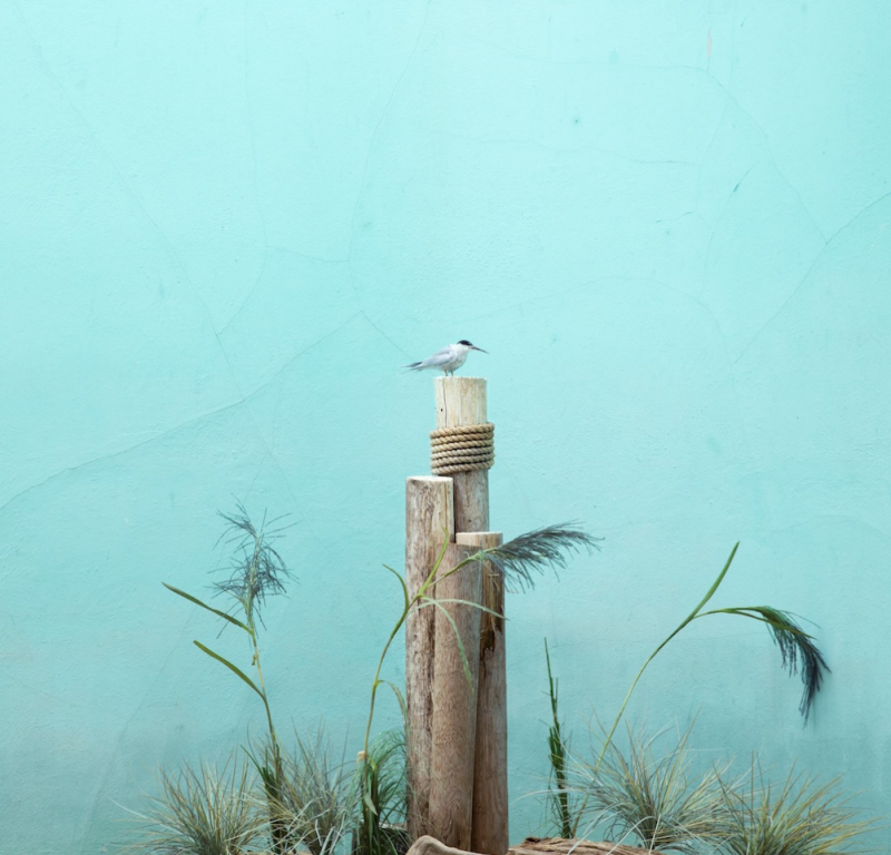 Eric Pillot Tern and Blue Background 2015