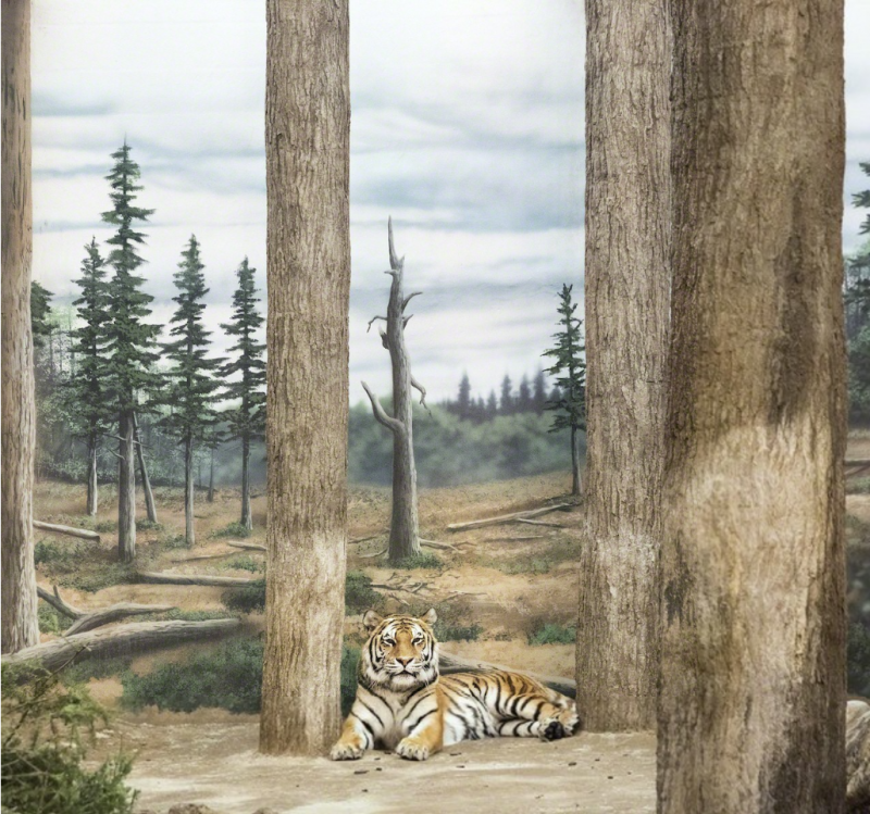 Eric Pillot Tiger and Forest 2015