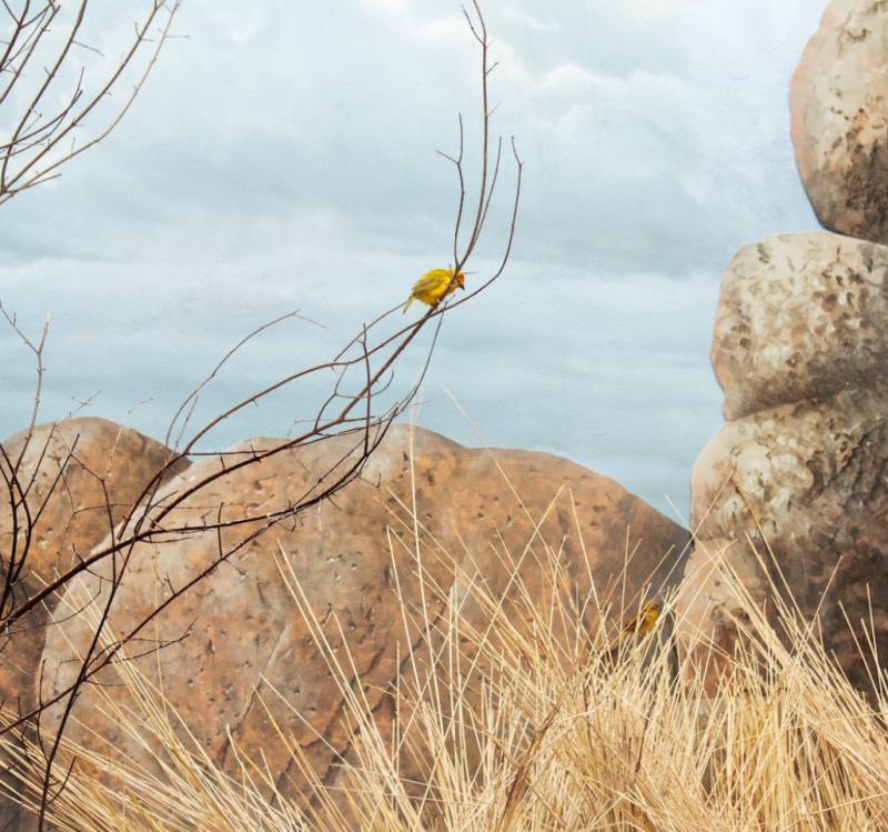 Eric Pillot Weaverbird Cloudy Sky and Boulder 2015