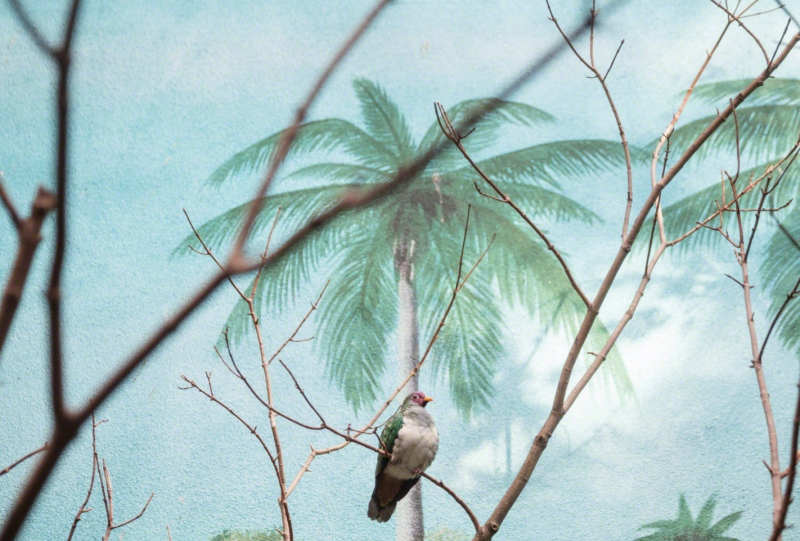 Eric Pillot Wompoo fruit dove and palm trees 2015