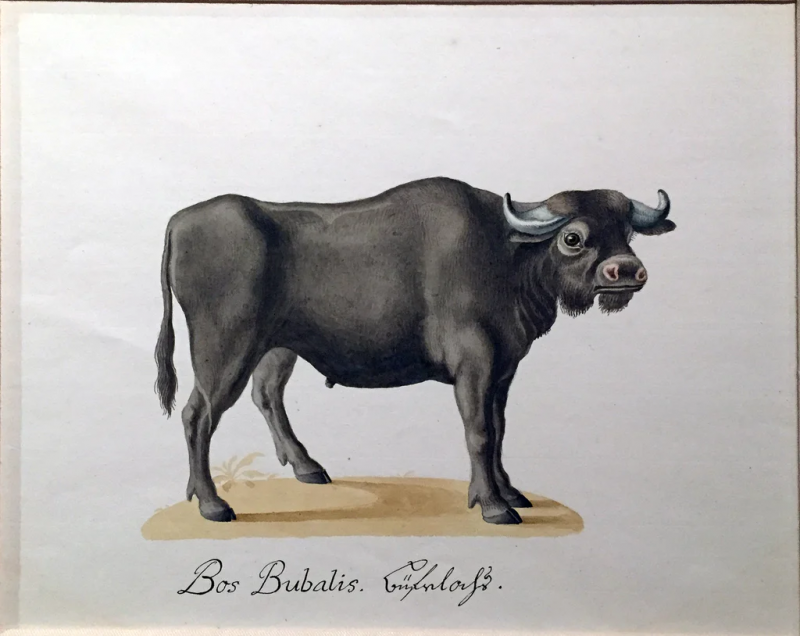 FRANZ ANTON VON SCHIEDEL FRANZ ANTON VON SCHIEDEL AUSTRIAN 1731 1801 A WATER BUFFALO