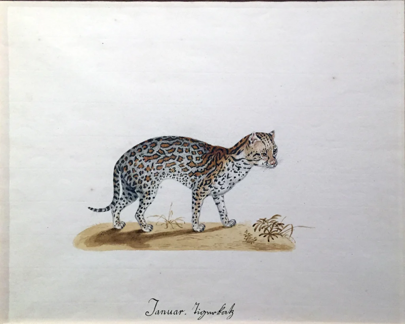 FRANZ ANTON VON SCHIEDEL FRANZ ANTON VON SCHIEDEL AUSTRIAN 1731 1801 AN OCELOT