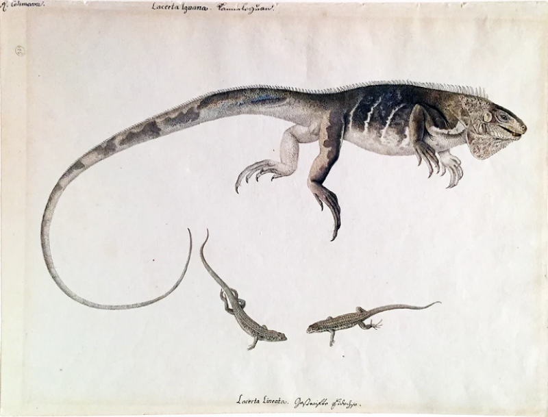 FRANZ ANTON VON SCHIEDEL FRANZ ANTON VON SCHIEDEL AUSTRIAN 1731 1801 LACERTA LINEARA IGUANA 