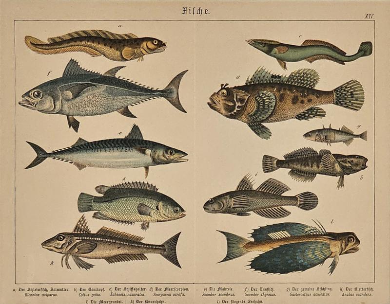 Fish Engraving Germany circa 1880