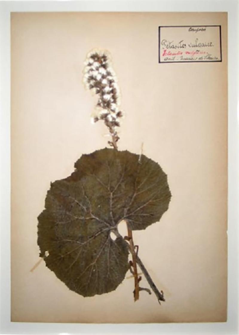 Five French Dried Pressed and Framed Botanical Specimens