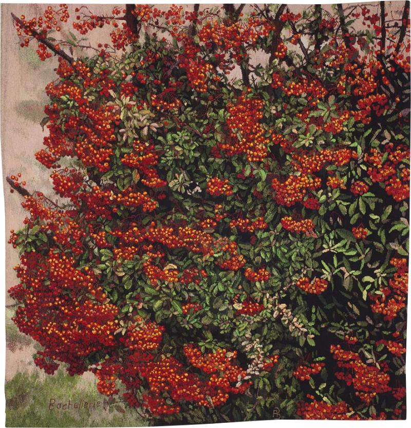 Fr d rique Bachellerie Pyracantha