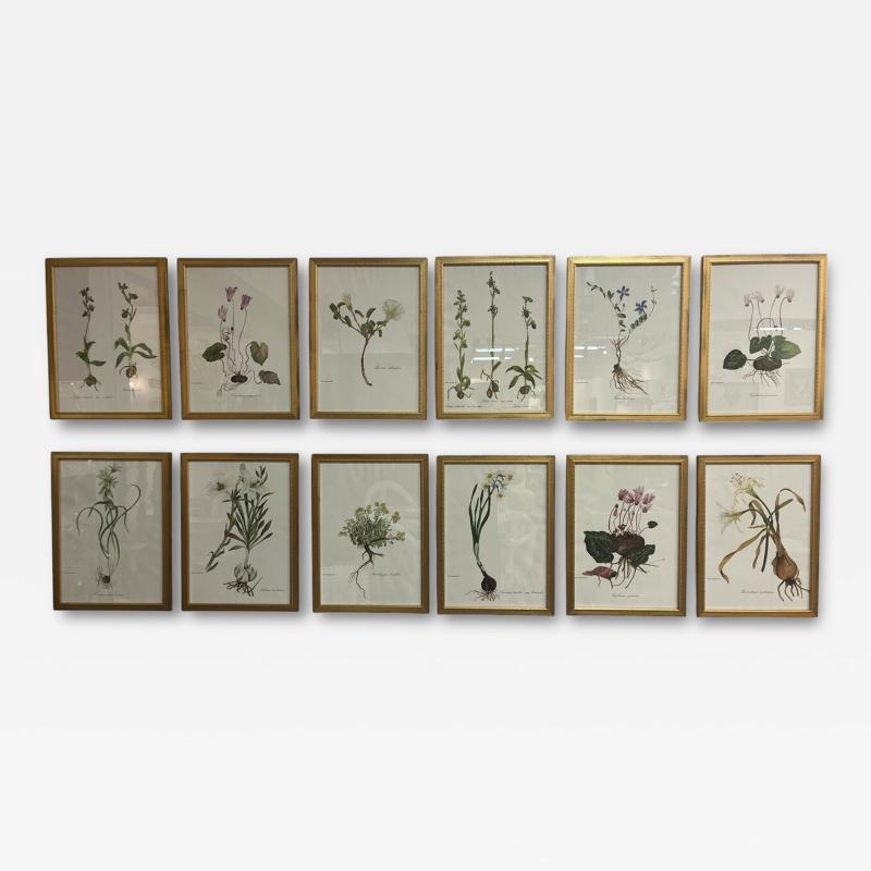 Framed Botanicals by Niki Goulandris 12 available