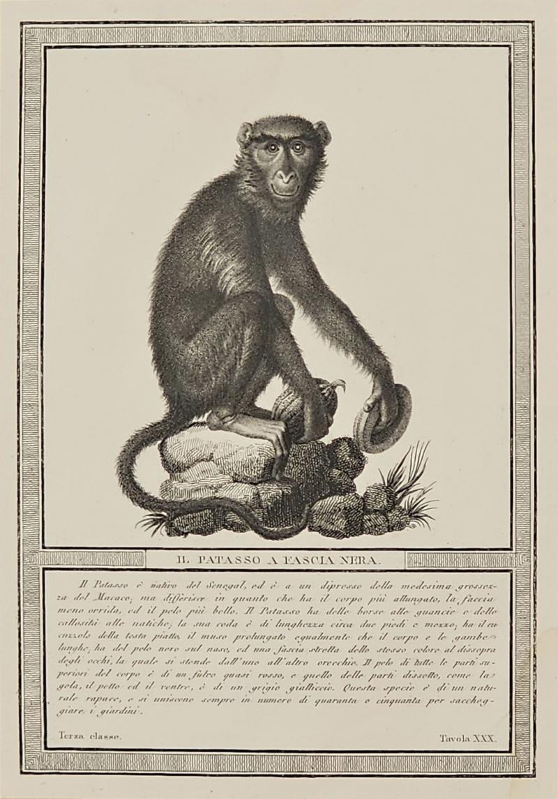 Framed Engraving Il Patasso a Fascia Nera Italy circa 1812