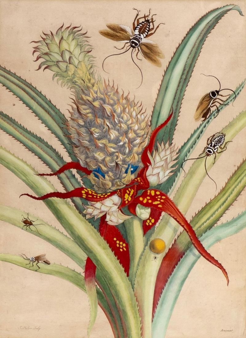 Framed Hand Colored Engraving Of Pineapple And Insects By Maria Sybella Meriam
