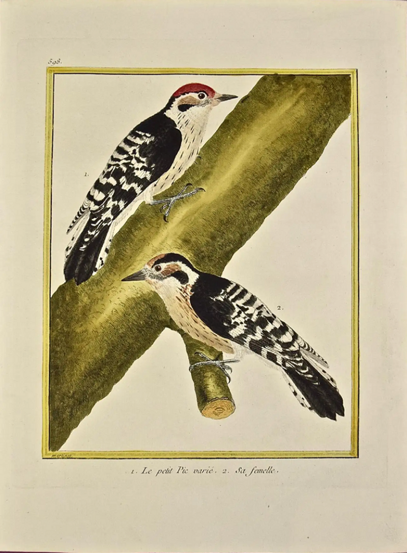 Fran ois Nicolas Martinet An 18th Century Hand Colored Engraving of Woodpeckers Le Petit Pic by Martinet