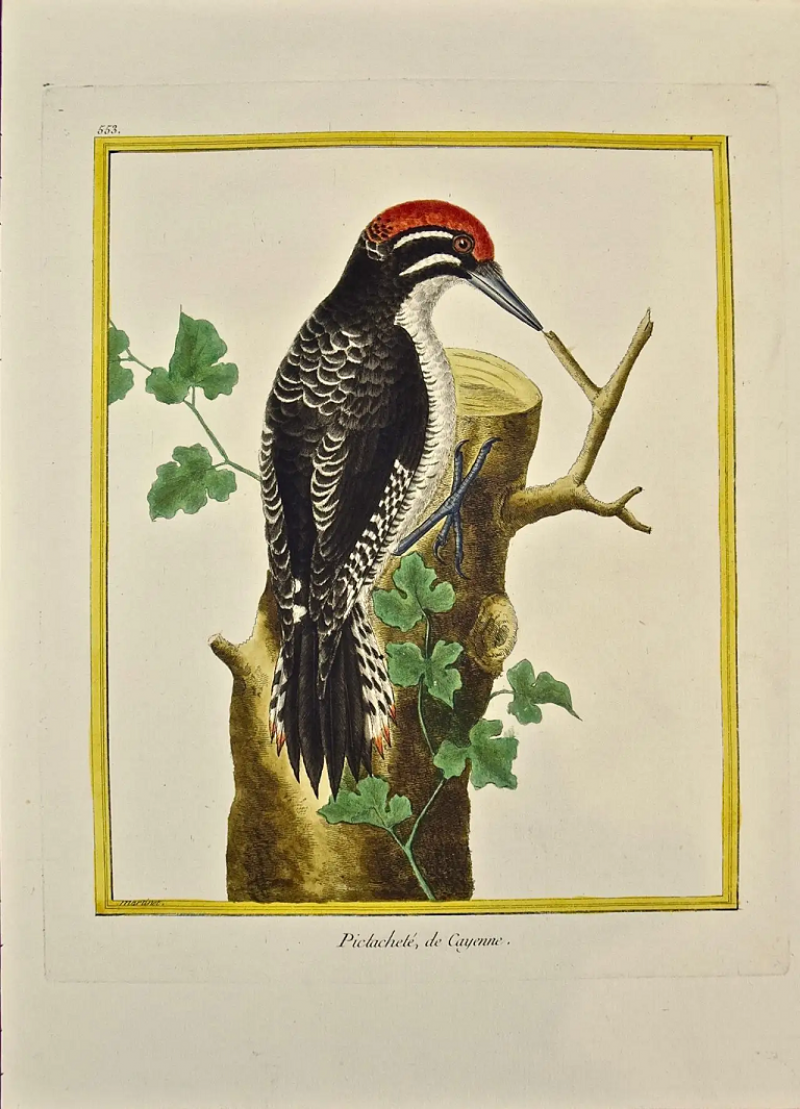 Fran ois Nicolas Martinet An 18th Century Hand Colored Engraving of a Woodpecker Pictachete by Martinet