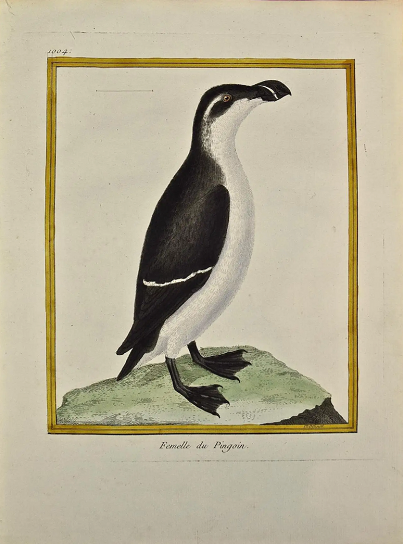 Fran ois Nicolas Martinet An 18th Century Hand Colored Martinet Engraving of a Penguin Femelle Pingoin 