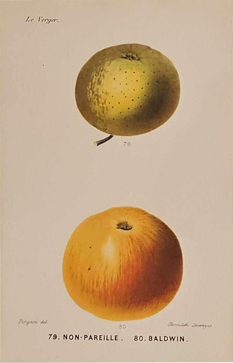 French Fruit Engraving 19th century