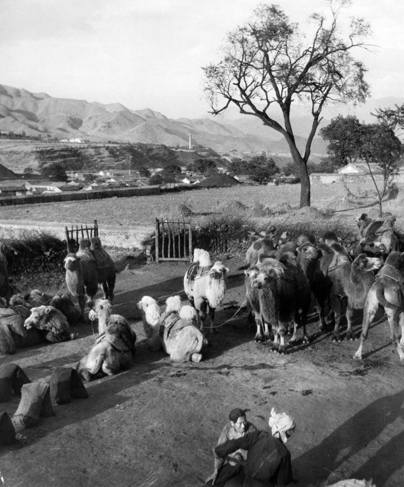 Fritz Henle Chinese Caravan heading to Peking China