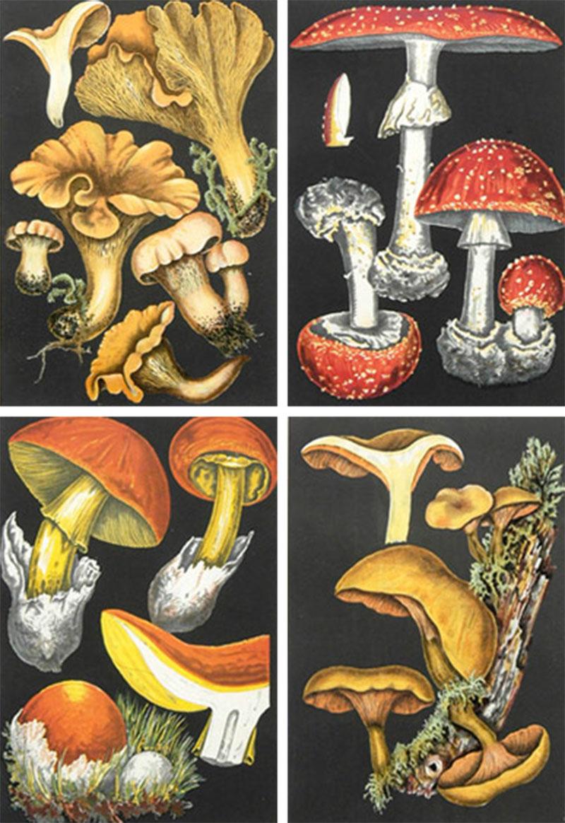 Fritz Leuba Set Four Framed Mushroom Chromolithographs Circa 1890