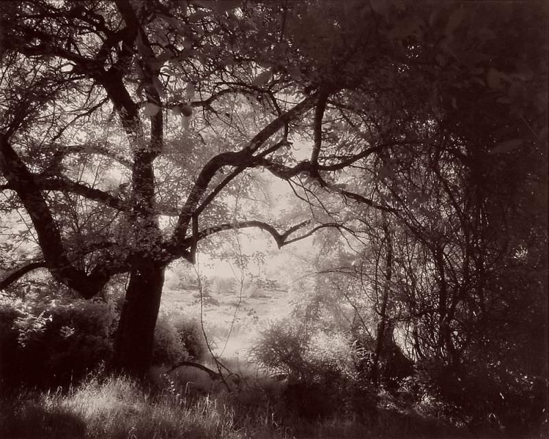 Gary Bartoloni Beneath the Apple Tree