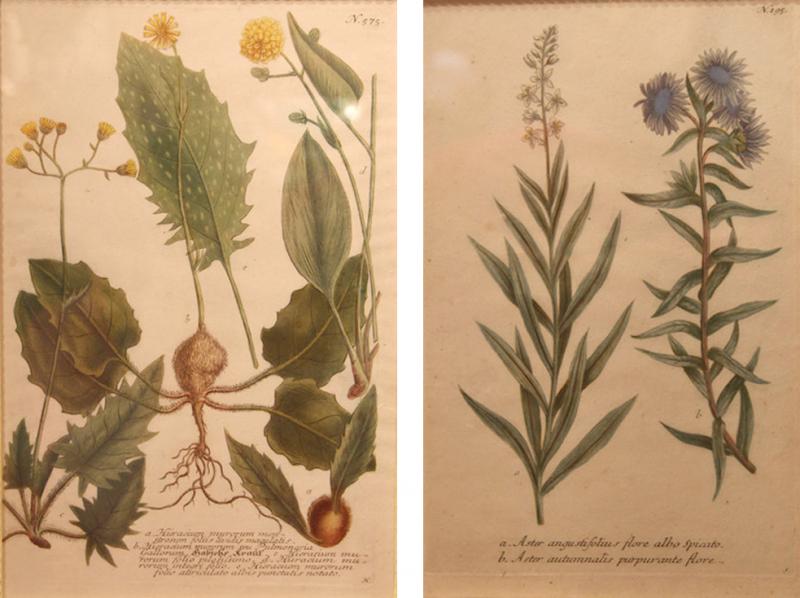 Georg Dionysius Ehret 2931 Set of Twelve 18th Century Botanical Prints by Georg Dionysius Ehret