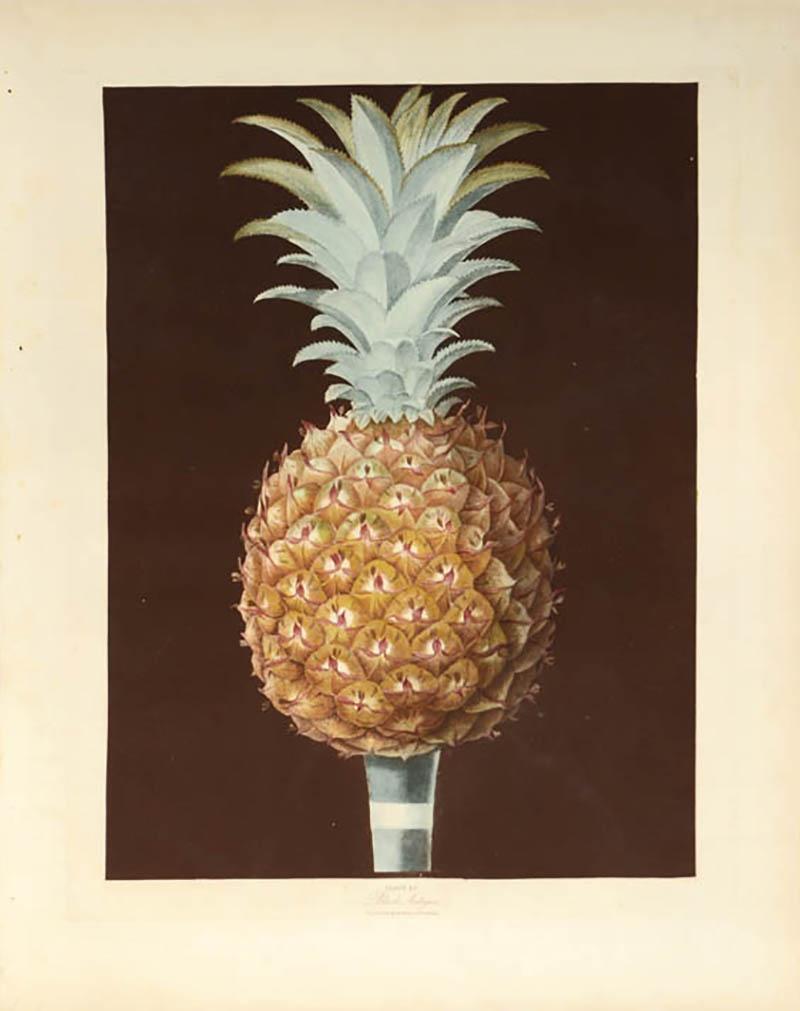 George Brookshaw A Pair of Pineapples