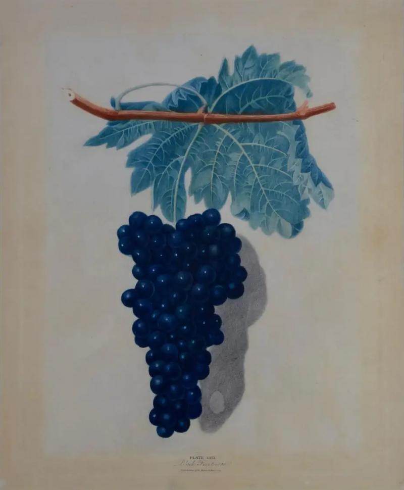 George Brookshaw George Brookshaws Black Frontiniac Wine Grape Aquatint from Pomona Brittanica 