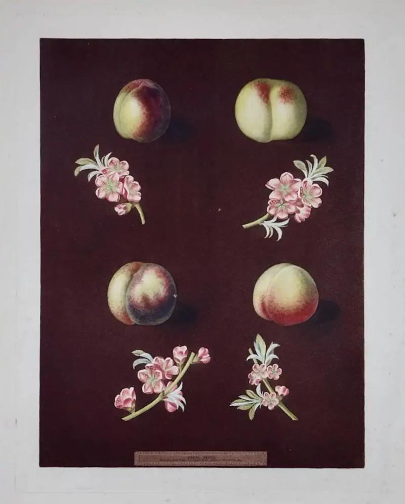 George Brookshaw Peaches Nectarines George Brookshaws 19th C Framed Hand colored Aquatint