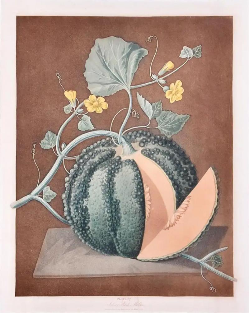 George Brookshaw Silver Rock Melon A Framed 19th C Color Engraving by George Brookshaw