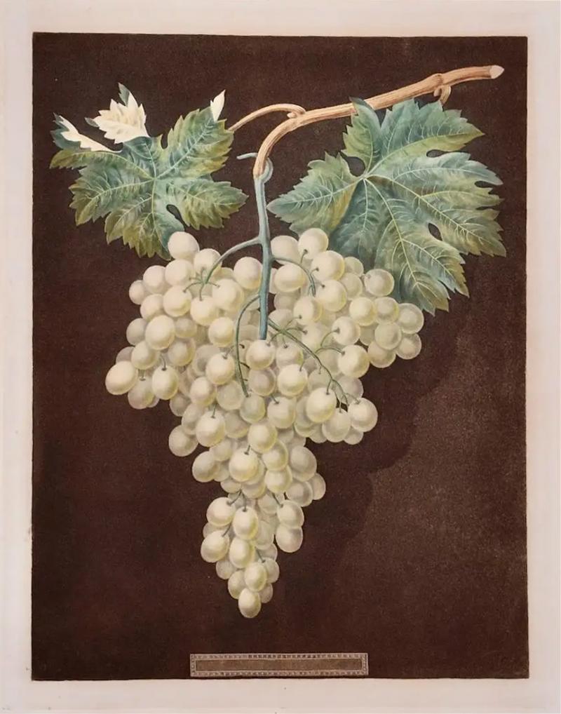George Brookshaw White Hamburgh Grape A Framed 19th C Color Engraving by George Brookshaw