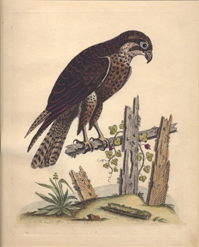 George Edwards THE BLACK HAWK FROM HUDSON BAY