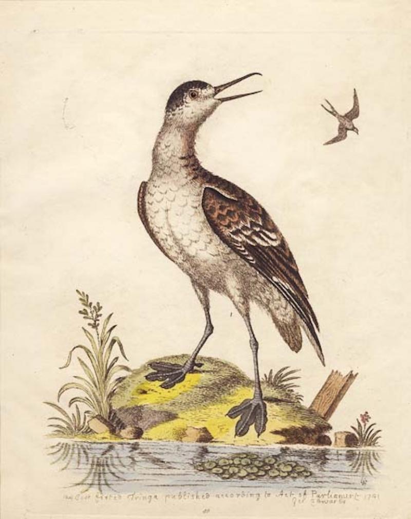 George Edwards THE COOT FOOTED TRINGA PUBLISHED ACCORDING TO ACT OF PARLIAMENT