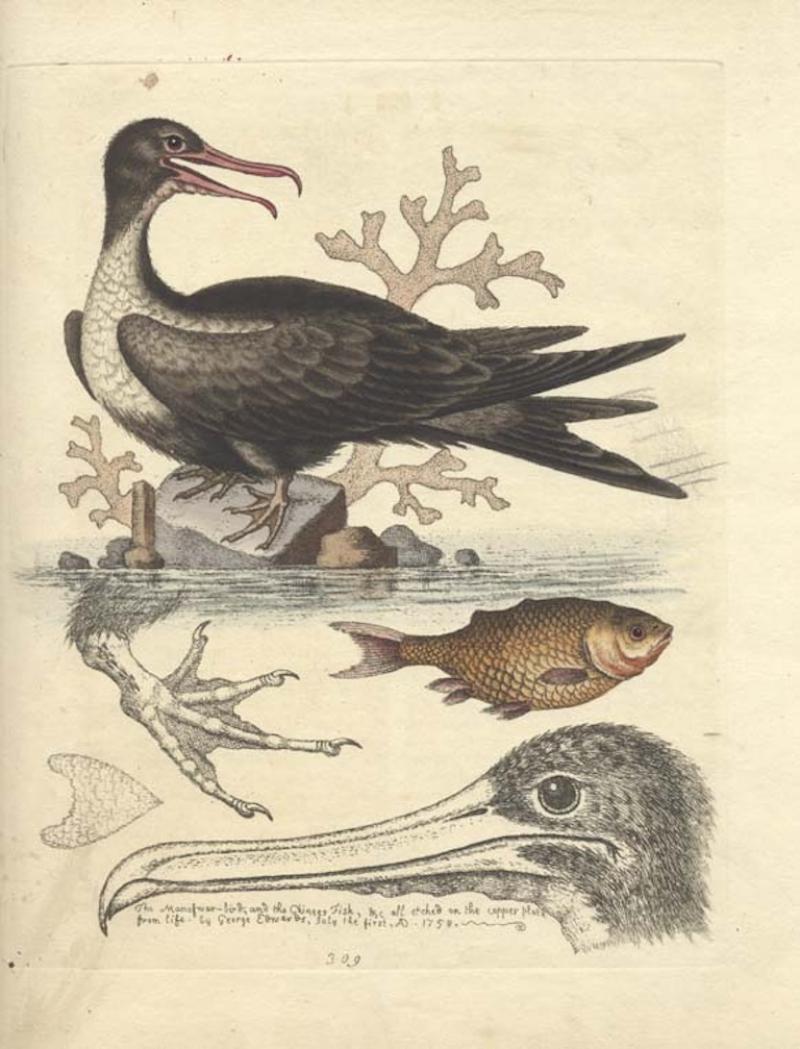 George Edwards The man of war bird and the chinees fish all etched on copper plate from life