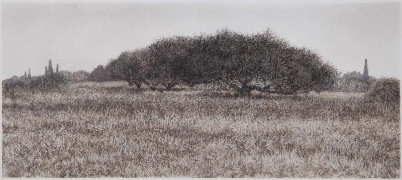 George Tzannes Olive Trees in Field Black and White Monotype with Greek Landscape 2010