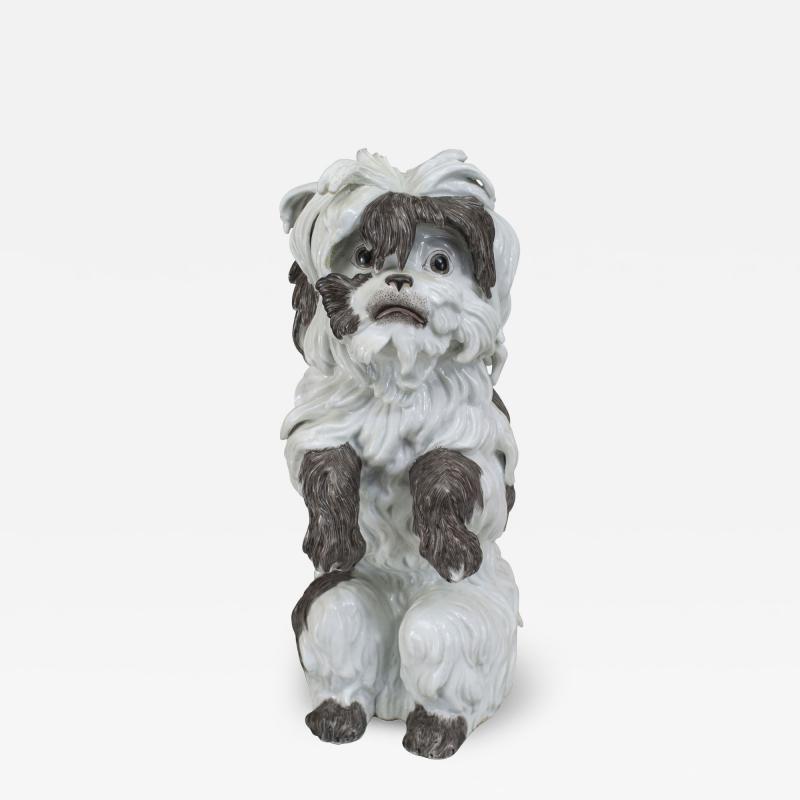 German Porcelain Terrier Dog