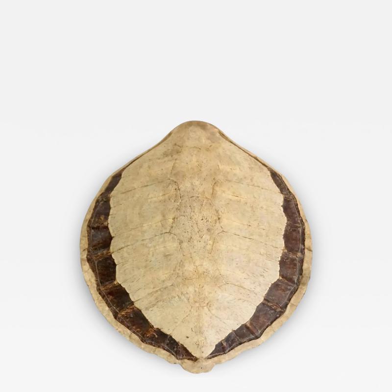 Giant Sea Turtle Carapace or Shell 19th Century