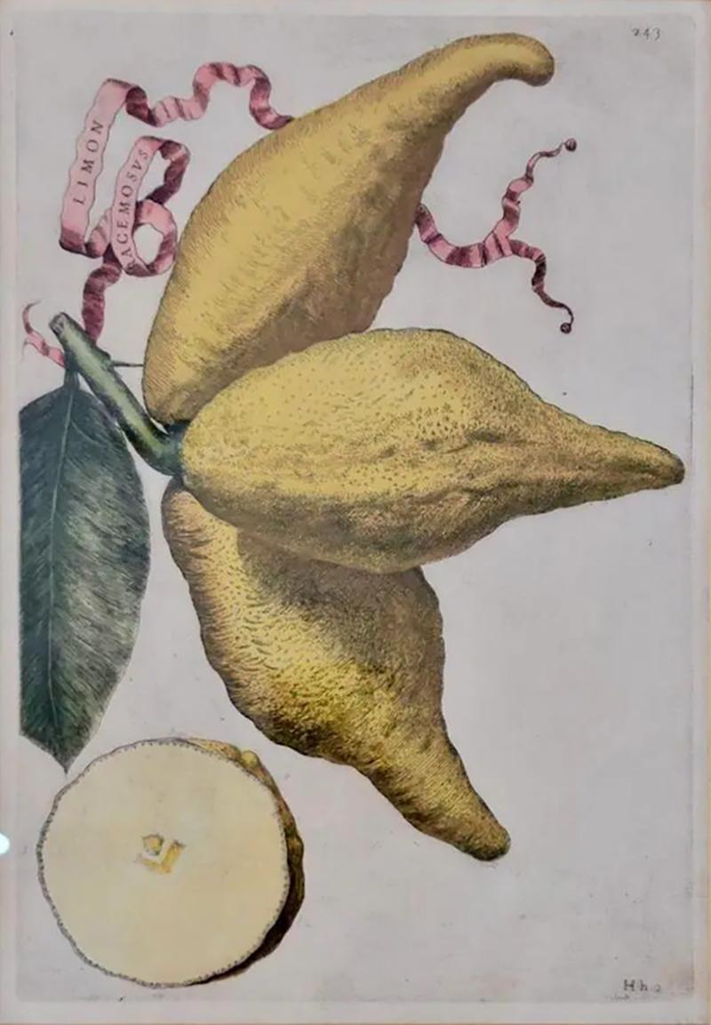Giovanni Battista Piranesi Antique Hand Colored Battista Engraving Botanical Limon Racemosvs Plate 243