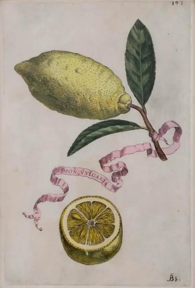 Giovanni Battista Piranesi Antique Hand Colored Battista Engraving Botanical Plate 193 Bb Limon Vvulgaris