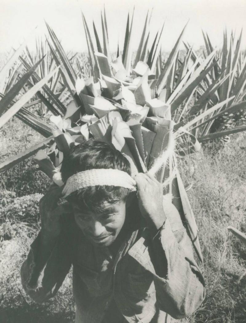 H ctor Garc a Maya Man w fragments of cactus