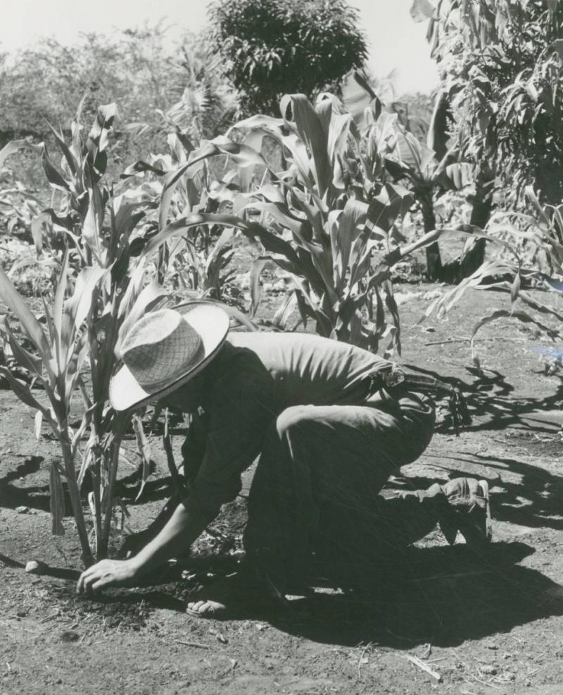 H ctor Garc a Untitled Mexico man and corn stalk 