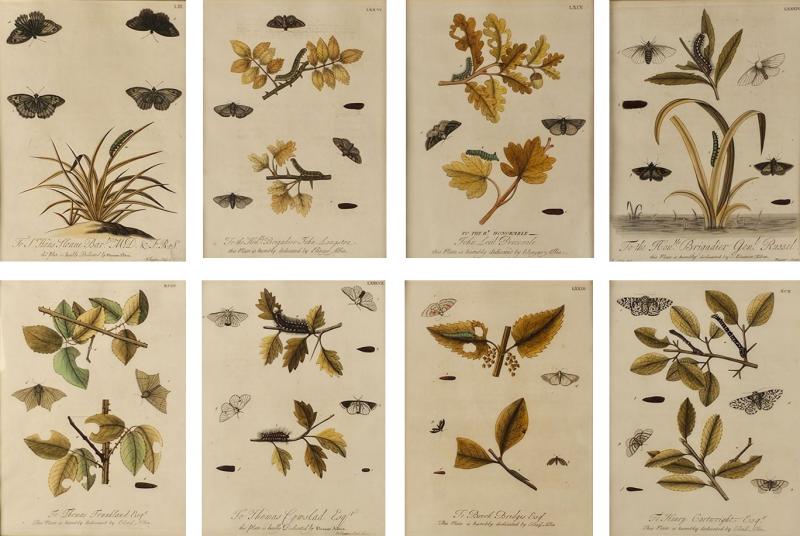 Hand Colored Engravings of Butterflies and Caterpillars early 18th century