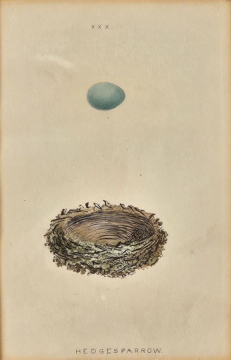 Hedgesparrow Nest Egg Print England circa 1880