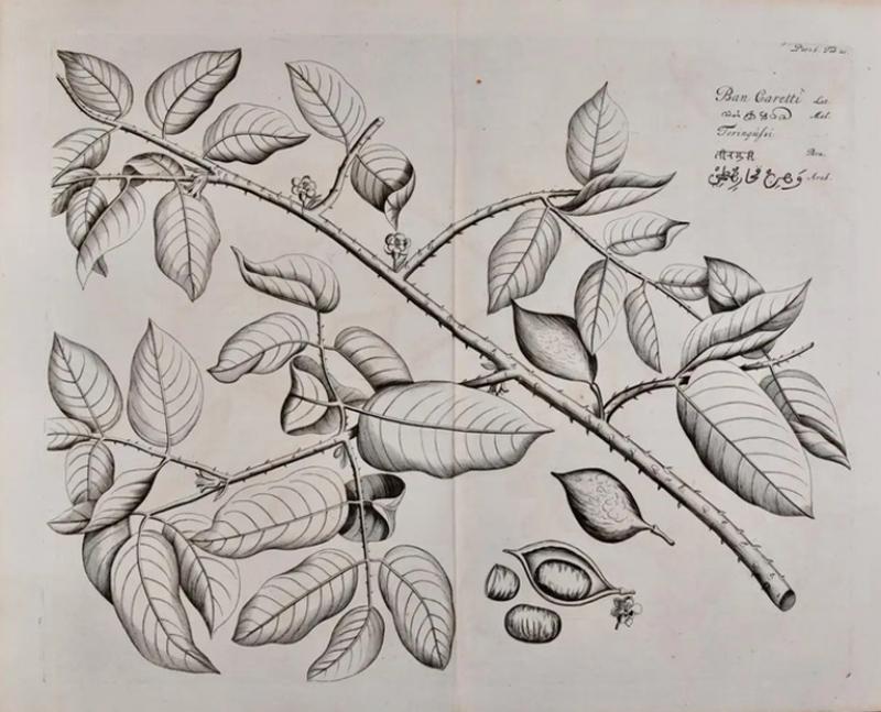 Hendrik Adriaan van Rheede tot Drakenstein Fever Nut Plant Ban Caretti A 17th Century Engraving by Hendrik van Rheede