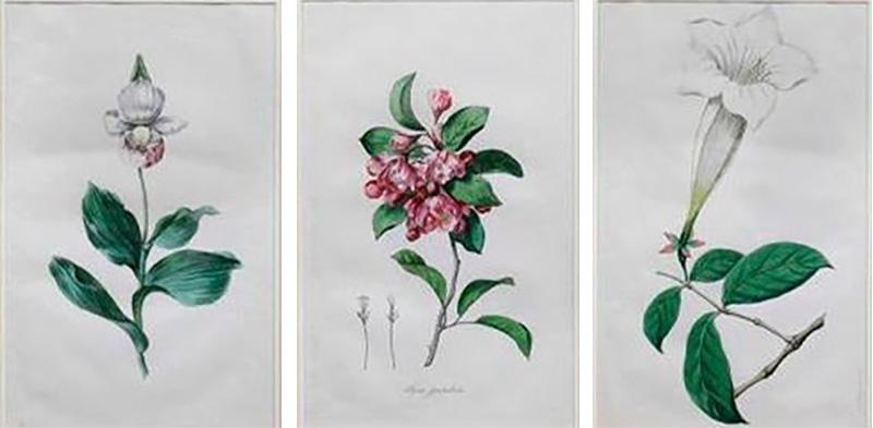 Hendrik Schwegman Set Of Three Framed Botanicals Of Flowers By Hendrik Schwegman
