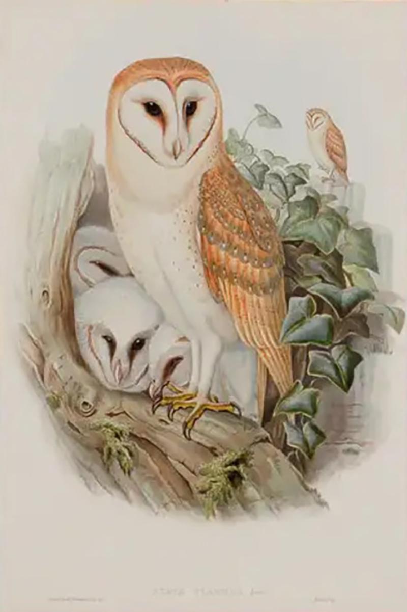 Henry Constantine Richter Barn Owl Family A Framed Original 19th C Hand colored Lithograph by Gould
