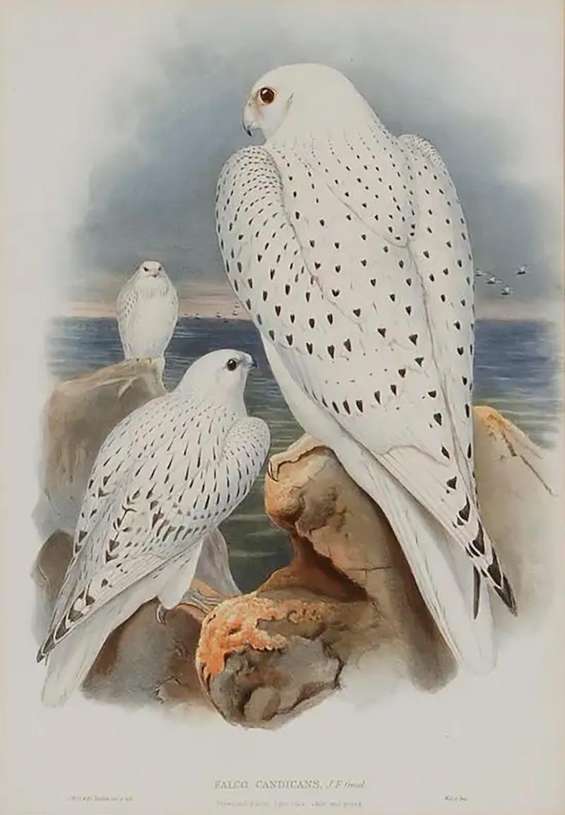 Henry Constantine Richter Greenland Falcon Falco Candicans A 19th C Hand colored Lithograph by Gould