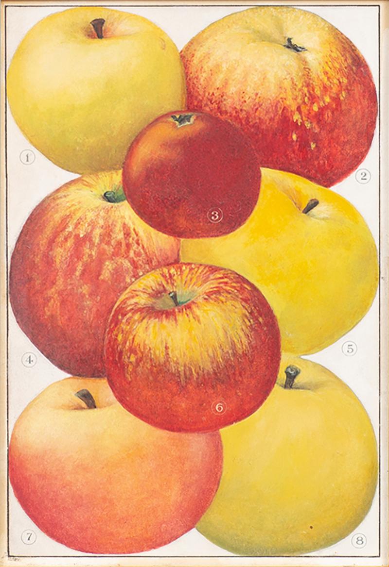 Herman Eggeling Apples