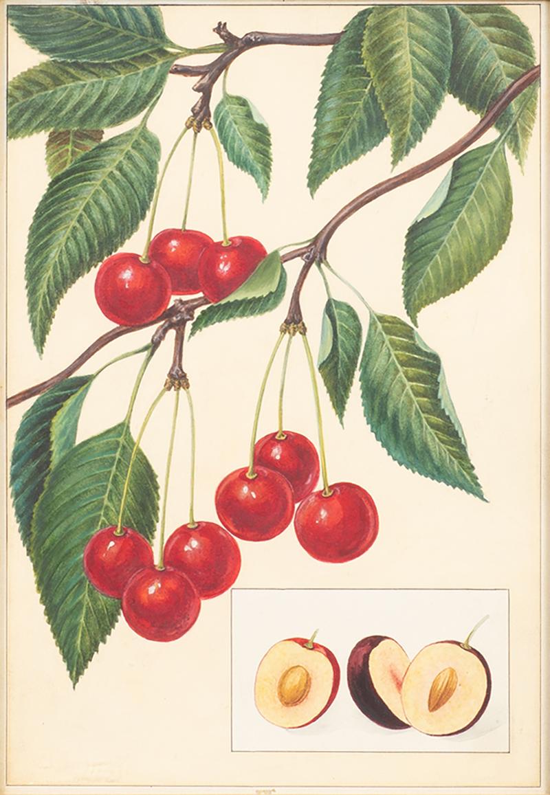 Herman Eggeling Cherries